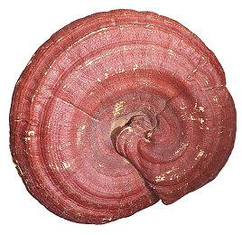 《星空》优化差 陶德却建议升级PC！引起玩家众怒